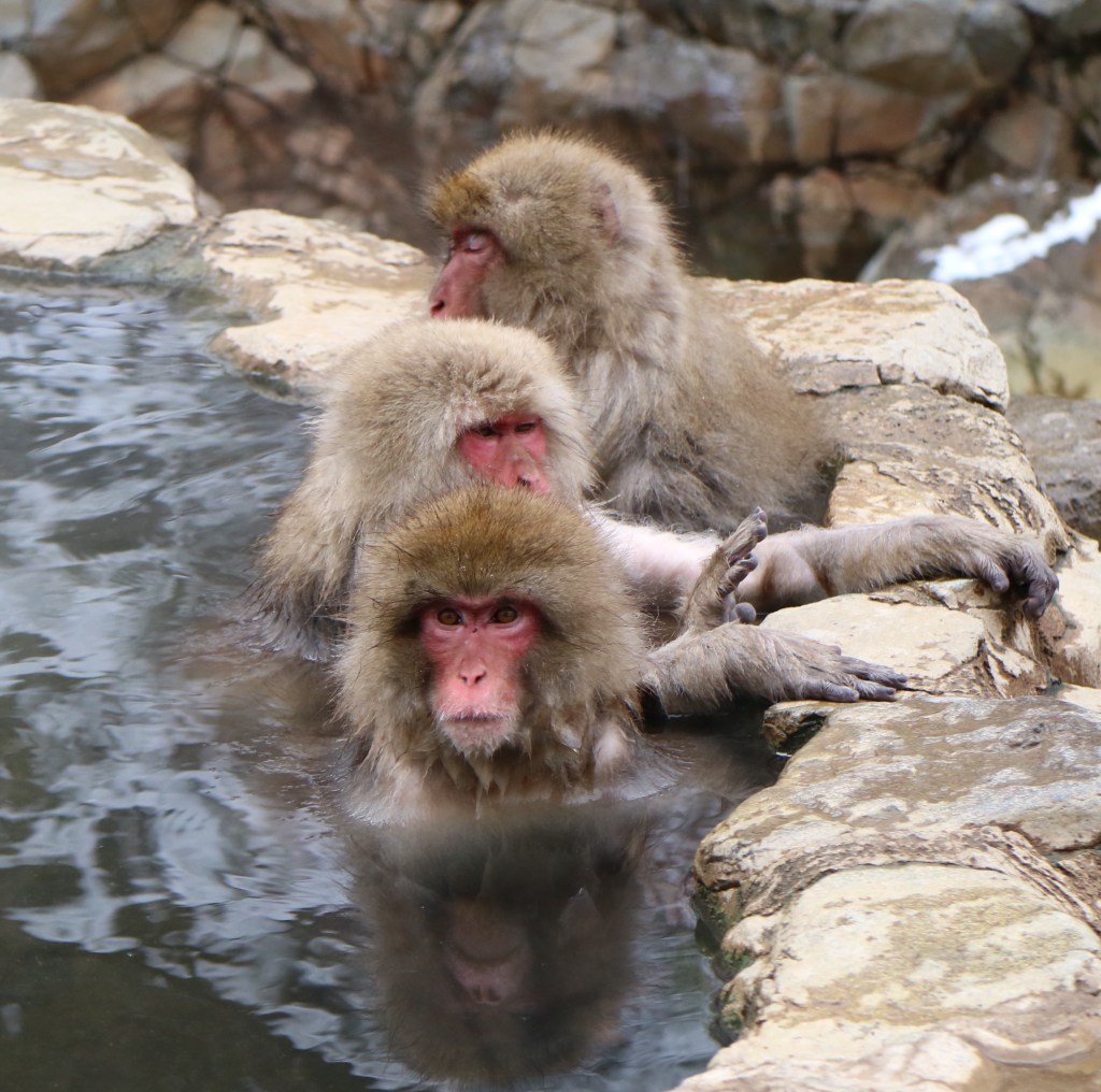Monkey in the onsen at Jigokudani Monkey Park in Japan by Randiah Camille Green